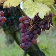 Chianti classico e alberi monumentali, norme per valorizzare il patrimonio